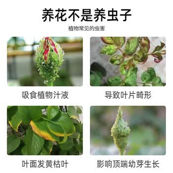 地依猫花卉杀虫剂喷雾植物土壤月季花草红蜘蛛小飞虫蚧壳虫1000ml