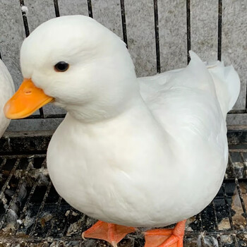 纯种活宠物鸭科尔鸭幼仔可达鸭鸭子活宠物柯基鸭柯达鸭 柯尔鸭鸭苗
