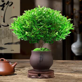 紫檀木盆栽型号规格- 京东