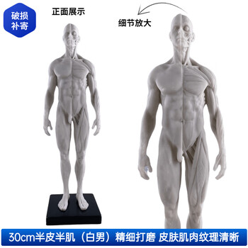 人体画模品牌及商品- 京东