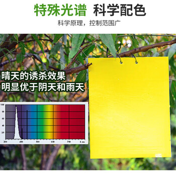 坤宁王粘虫板黄板诱虫板灭苍蝇贴双面果蝇纸灭蚊虫小飞虫诱捕神器50张