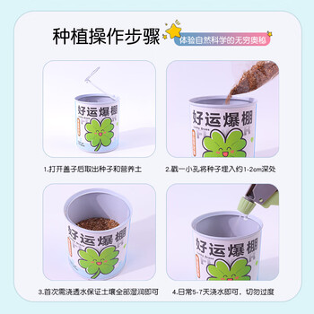 Touch Fish罐装小盆栽桌面种植易拉罐头植物小学生科学实验礼物奖品好运爆棚（幸运草）亲子DIY