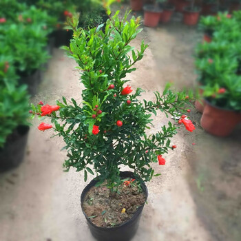 石榴花盆栽带花带果室内阳台盆景绿植牡丹花石榴树红色30cm左右高小苗不含盆 图片价格品牌报价 京东