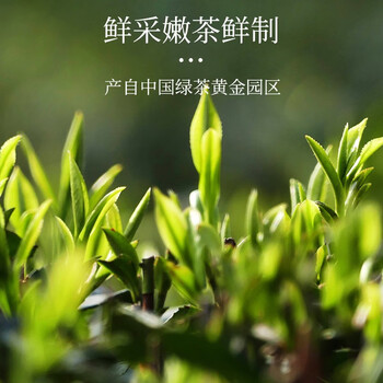 峨眉雪芽 高山红茶 浓香蜜香四川峨眉山自饮茶叶绿茶茗茶嫩芽240g