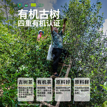 凤宁号红茶有机经典58云南凤庆滇红特级380g罐装茶叶自己喝口粮茶古树茶