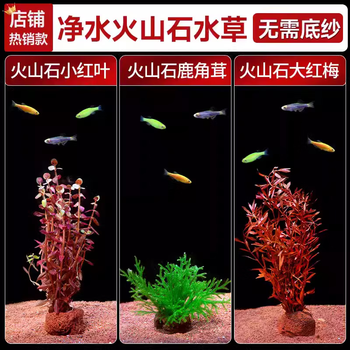 【待望★】 ZXZ水草用品- 京东 水草