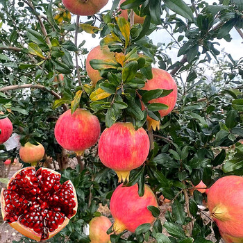 三西石榴价格报价行情- 京东