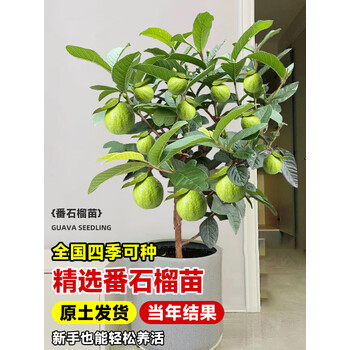 台湾グアバ取木苗木　改良品種　番石榴 芭乐　バンシル 去年実たくさんなりました！台湾グアバ取木苗木(特大) 番石榴 芭乐