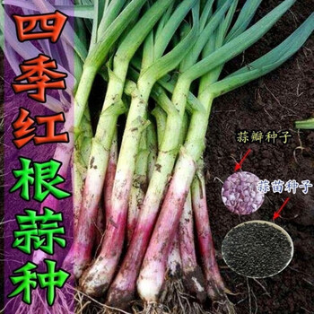 蒜种红头头香蒜种子四季蔬菜籽大蒜蒜苗紫色大蒜头种籽 红根蒜苗种子