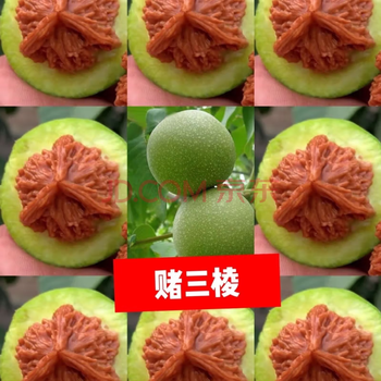 狮子头小文玩核桃价格报价行情- 京东
