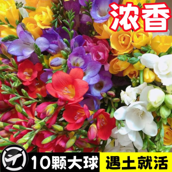 京悠雨德国品质香雪兰种球好养活四季开花大球重瓣小苍兰种球混色盆栽带 混色香雪兰3颗大球+营养液+肥料(球周长7-12C
