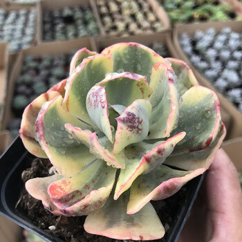 墨西哥巨人大型多肉植物披粉超仙布兰迪老桩一物一拍组合盆栽香草比斯肉肉玫瑰小狐狸紫蝶珊瑚豆果冻乙女心夕阳牡丹锦7 8厘米 图片价格品牌报价 京东