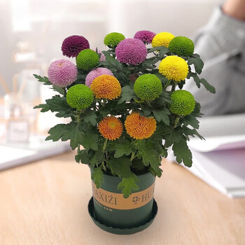 迷乒乓球菊鲜花花卉盆栽重瓣球形菊花苗长花期室内阳台花卉混色七彩
