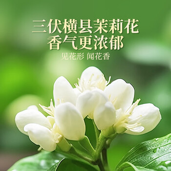 贡苑茶叶茉莉花茶特级500g 广西横县茉莉飘雪浓香型绿茶礼盒装自己喝