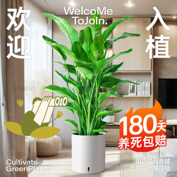 室内大型盆栽植物品牌及商品- 京东