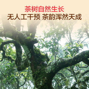 1号会员店云南景迈山荒野滇红茶 300g礼盒 古树甜香送礼首选