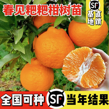 沙糖桔4kg 今年最後 沙糖桔批发]沙糖桔，漂亮，皮薄，超甜，价格1.60元/斤- 一亩田