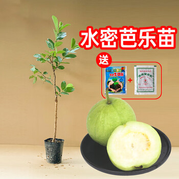 番石榴木品牌及商品- 京东