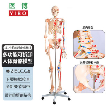 人体躯干模型型号规格- 京东