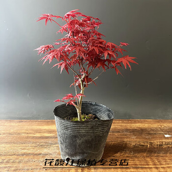 红枫小盆景品牌及商品- 京东