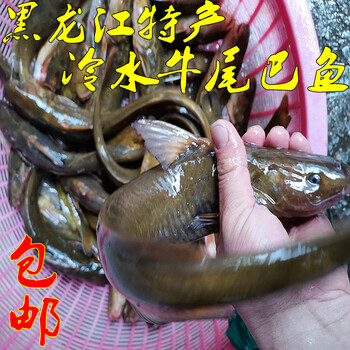 十里馋黑龙江抚远牛尾巴鱼开江冬捕乌苏里江冷水鱼乌苏里鮠 嘎牙子鱼
