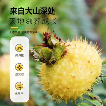 虎标中国香港品牌 花草茶 冻干刺梨 泡水喝的果茶养生茶罐装35g