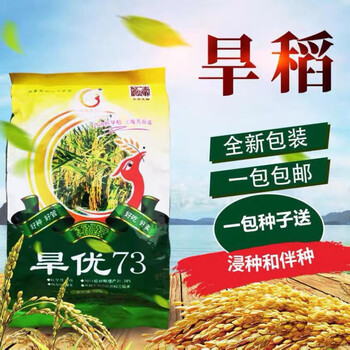 杂交旱稻种子抗旱水稻旱优73籼稻稻谷高产节水高产旱水稻种子旱优73