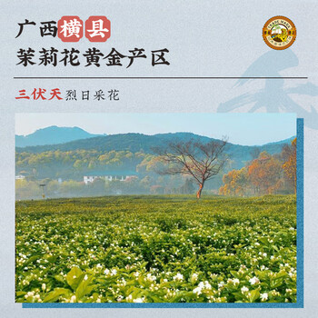 虎标中国香港品牌茶叶茉莉花茶 京味茉莉花茶240g铁盒装自饮送礼