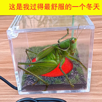 中国 蟋蟀罐 蟋蟀盆 蟋蟀罐蟋蟀盆品牌及商品- 京东