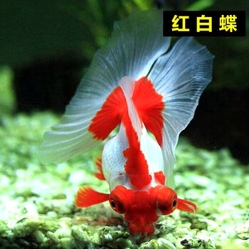 蝶尾・当才　 蝶尾 当才