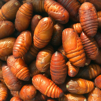 (满38减10)东北特产野生柞蚕蛹鲜活蚕蛹黄蛹活体非即食蚕蛹500克