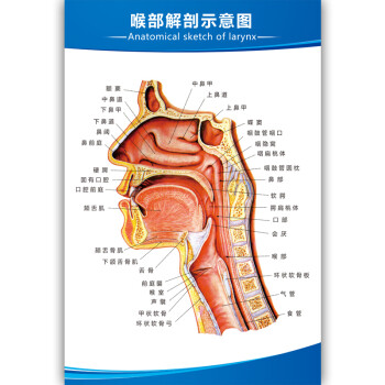 思裕人體解剖圖結構示意圖內臟器官喉部解剖圖醫院耳鼻喉解剖圖掛圖
