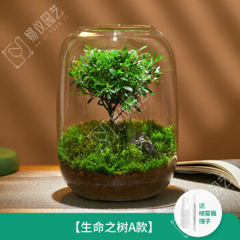 OIMG微景观生态瓶生命之树苔藓创意桌面盆栽青苔造景植物办公室内绿植 生命之树赤楠-成品发货 带盆栽好