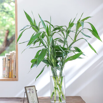 农资园艺>植物/仿真植物>绿植盆栽/花卉盆栽>其他绿植花卉盆栽>姒桀>