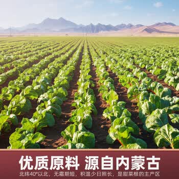 丙田 甜菜根粉450g 纯红甜菜头粉无添加蔗糖甜菜根汁冲饮果蔬菜粉健身