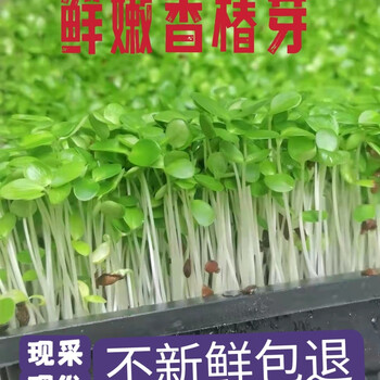 香椿芽苗- 京东