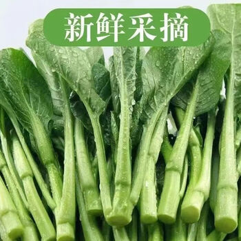 佐々木心菜｜ME:I｜応援投票、身長、年齢など