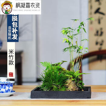 菖蒲盆栽型号规格- 京东