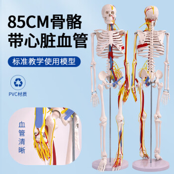 人体骨骼标本价格及图片表- 京东