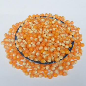 【每满38减8】球形爆米花玉米 爆裂玉米粒 球状爆米花花型种 球形爆米