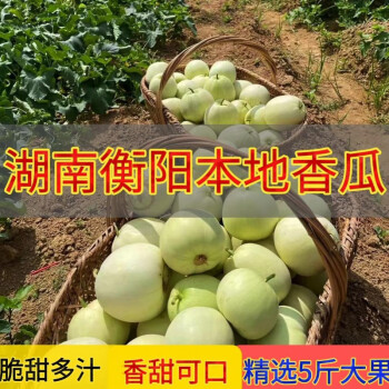 湖南香瓜品种大全图片图片