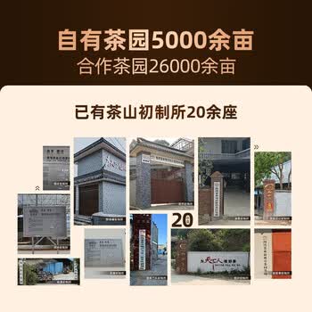老同志茶叶 普洱茶熟茶 2022年特级品质茶 香滑散茶100克