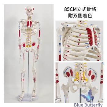 人体骨架模型45cm - 京东