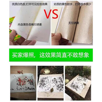 锐本粘蝇纸60张粘蚊子苍蝇纸沾蝇板强力蝇虫贴灭杀果蝇小飞虫捕蝇神器