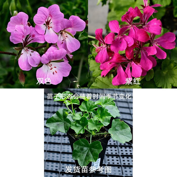 天竺葵 常春藤叶天竺葵“Speedy mixed”;级联天竺葵- 10粒种子
