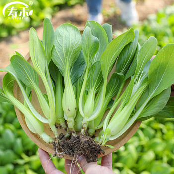 青鸡毛菜价格报价行情- 京东