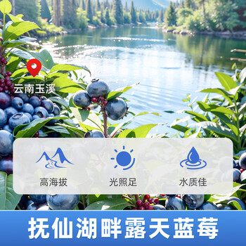 丙田 蓝莓果酱220g 0脂肪果肉无添加蔗糖 烘焙面包涂抹水果酱儿童冲饮