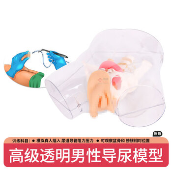 勤良透明男性导尿训练模型 导尿灌肠护理技能训练模拟人 导尿训练人体模型QL/H3D
