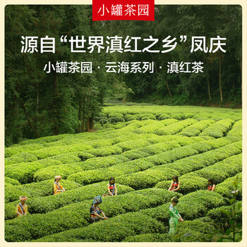 小罐茶园云海系列红茶云南凤庆产区滇红茶一级240g罐装茶叶 小罐茶出品