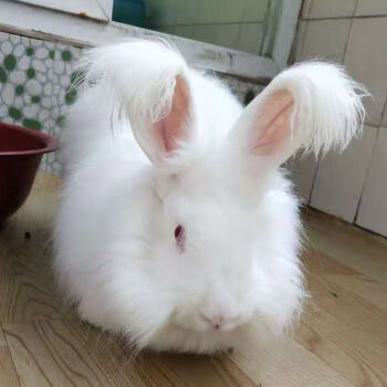 网红巨型安哥拉兔巨兔活体长毛兔子活物大型兔子宠物兔幼年成年兔白色